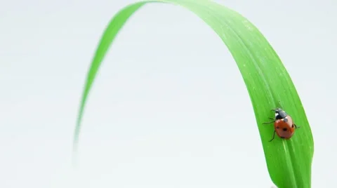 One ladybug walking up on the green leaf of grass Stock Footage 52768718