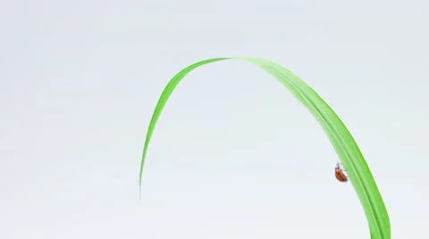 One ladybug walking on the green leaf of grass Stock Footage 52768776