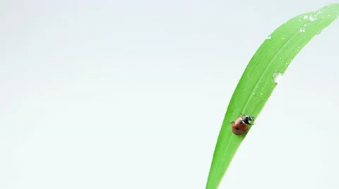 One ladybug walking on the green leaf of grass Stock Footage 52769059