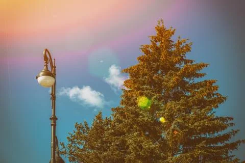 One lantern next to the spruce. Lamppost and fir tree with cones and blue sky Stock Photos