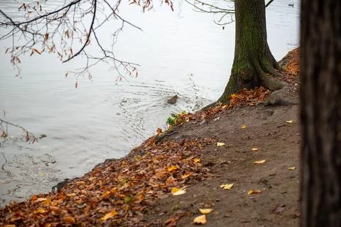 One large beaver swims in the river in autumn Stock Photos