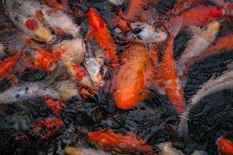 One large carp among small red carps, sticks its head out of the pond water Stock Photos