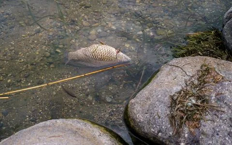 One large dead fish floating in the water off a rocky shore in Italy. Foto stock