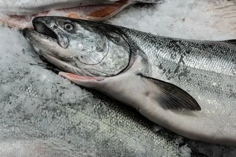 One large fish on ice Stock Photos