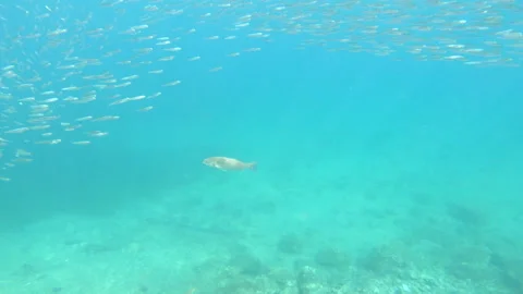 One large fish in a school of smaller fish near the shore. Stock Footage 139809860