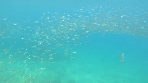 One large fish in a school of smaller fish near the shore. Stock Footage 139814019
