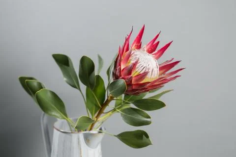 One large flower King Protea. Grows in South Africa. Gray background. Stock Photos