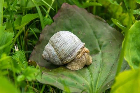 One large grape snail sits on a green plantain leaf Stock Photos