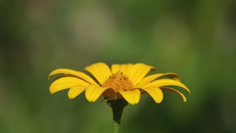 One large horizontal yellow daisy flower and petals swaying in breeze Stock Footage 280170252
