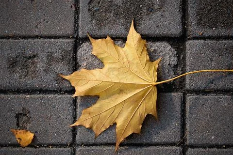 One large maple leaf lies on the sidewalk Stock Photos