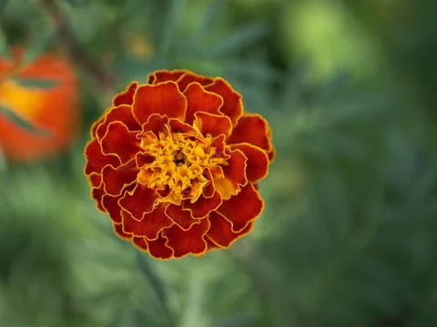 One large marigold flower, close-up shot, top view. Stock Photos