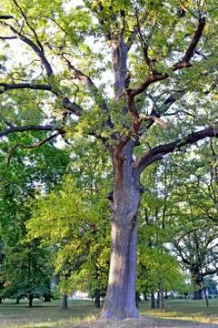 One large oak Stock Photos