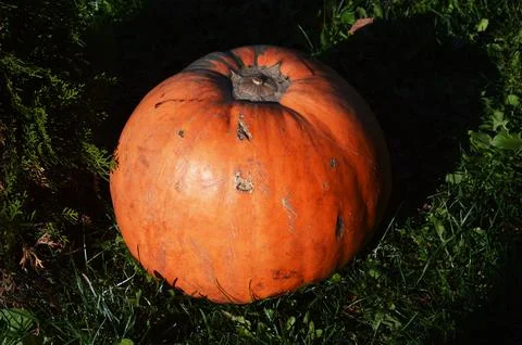 One large orange pumpkin on a background of green grass. Halloween. Thanksg.. Stock Photos