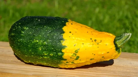 One large ornamental pumpkins Stock Footage 42183772