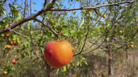 One large red apple sways on a tree branch against the backdrop of an apple Stock Footage 284025234