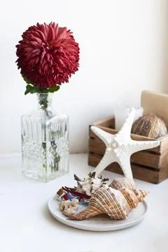 One large red chrysanthemum stands in a transparent glass vase. Stock Photos