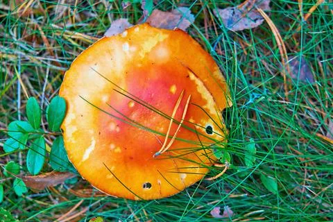 One large red head or cap of a wild forest mushroom Foto stock