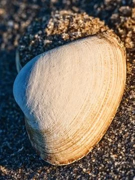 One large seashell in beautiful light laying in coarse sand Stock Photos