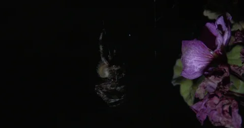 One Large Spider Hanging by a Web Strand Stock Footage 93718091