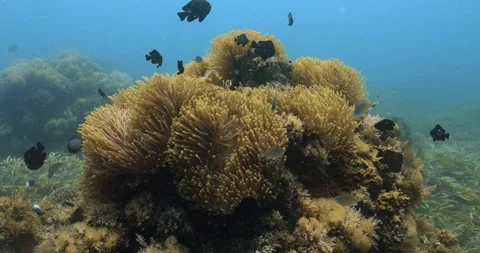 One large torch coral reef centers an exquisite aquatic environment. Stock-Footage 253475919