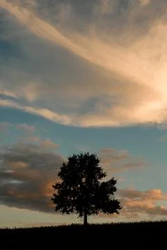 One large tree stands alone on a grassy hill Photos