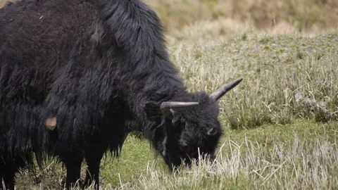 One large Yak Stock Footage 130215561