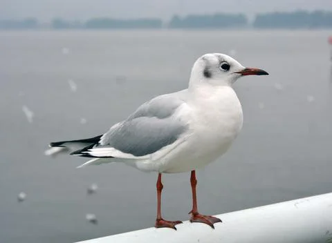 One larus ridibundus with grey wings standing on the handrail Stock Photos