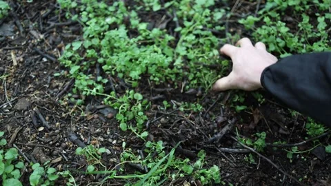 With one last glance around, he buries the USB stick—loaded with critical inform Stock Footage 307142555