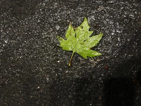 One leaf on the asphalt Stock Photos