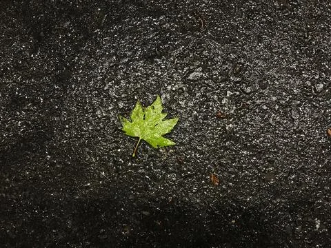 One leaf on the asphalt Stock Photos