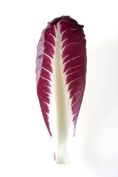 One leaf of chicory on white background Stock Photos