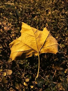 One leaf on the fence Stock Photos