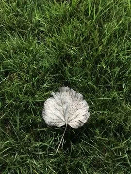 One leaf on the grass Stock Photos