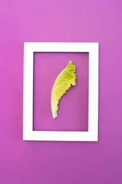 One leaf of green lettuce inside white frame on purple Stock Photos