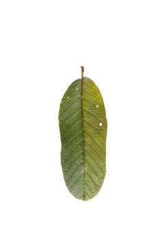One leaf of guava tree close-up macro isolated on blank Stock Photos