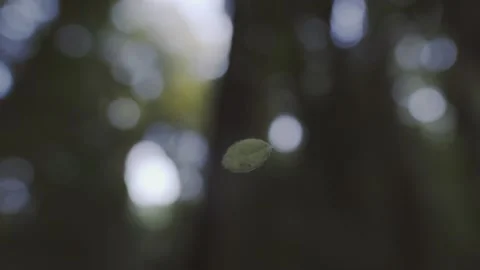 One leaf hanging and spinning softly on a spiderweb Stock Footage 248330609