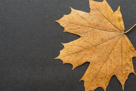 One leaf maple closeup on a dark background Stock Photos
