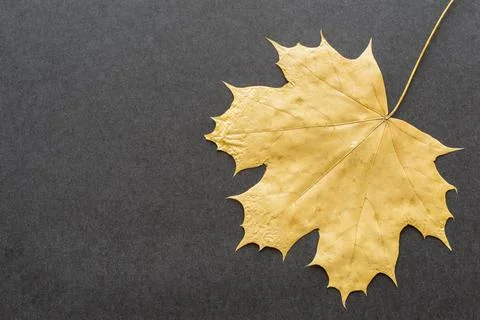 One leaf maple closeup on a dark background Stock Photos
