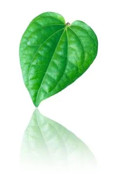 One leaf with reflect isolated on white Stock Photos