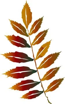 One leaf of a rowan tree in orange flowers. Stock Illustration