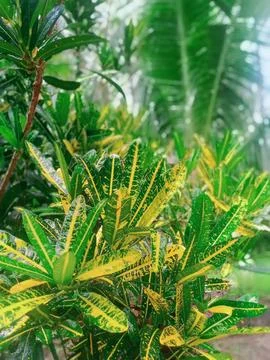 One leaf with two color models Stock Photos