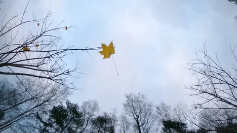 One leaf whirl and fly down, one of last sheets driven by wind 스톡 동영상 143956451