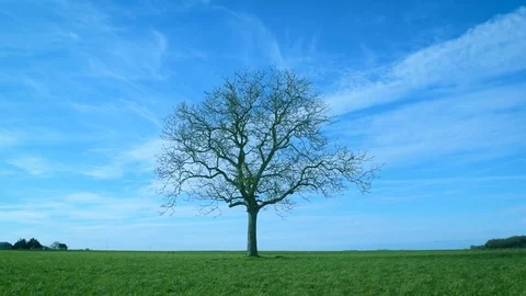 One leafless tree in green field on background of blue sky Stock Footage 88005515