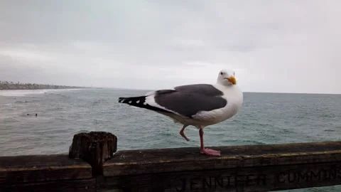 One Leg Bird Stock Footage 247372196