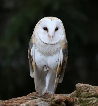 One Leg Up Stock Photos