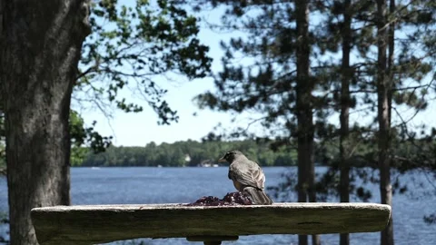 One legged bird eats some grape jelly then flies away. Video stock 148675540