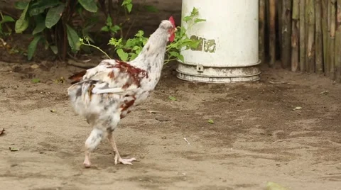 One-legged chicken 動画素材 42150143