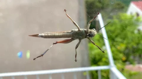 One-legged grasshopper walking on the window glass Stock Footage 142585875
