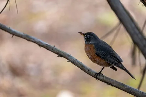 One-legged Robin Stock Photos