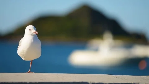 One legged seagull Stock Footage 120098172